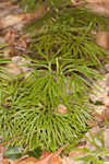 Fan clubmoss